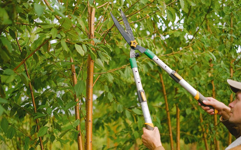 Tree trimming in Wagram, NC