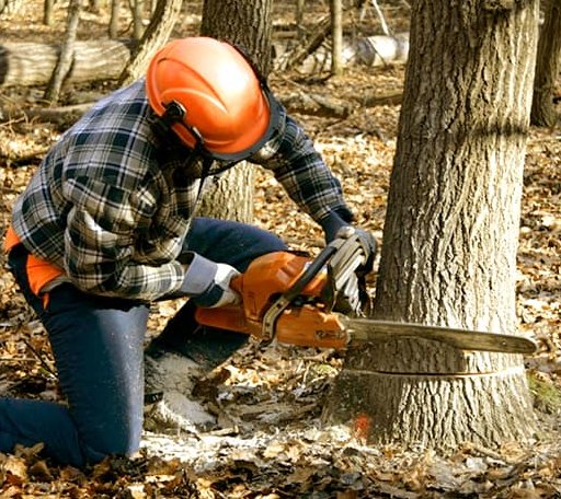 Tree Removal in Wagram, NC